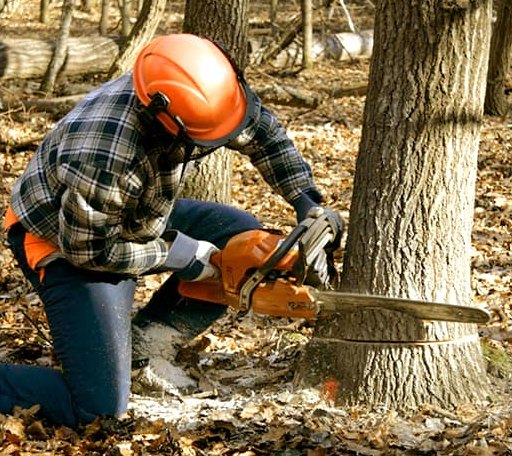Tree Removal in Bejou, MN
